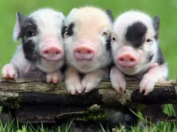 3 con giap Than Tai go cua muon cang gia cang giau-Hinh-3