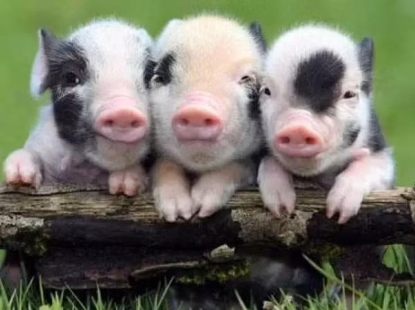 3 con giap Than Tai go cua muon cang gia cang giau-Hinh-3