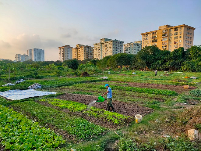 Hình ảnh người dân trồng rau trên đất dự án khu đô thị bỏ hoang. 