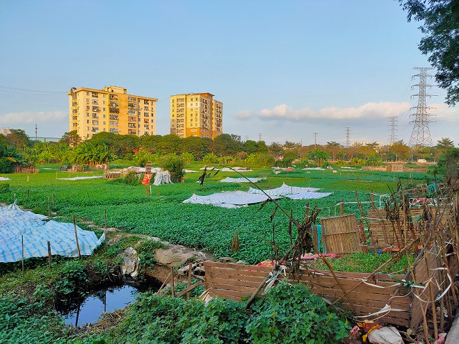 Phần lớn diện tích đất trong khu vực được quy hoạch làm dự án hiện đang được người dân tận dụng để trồng rau… 