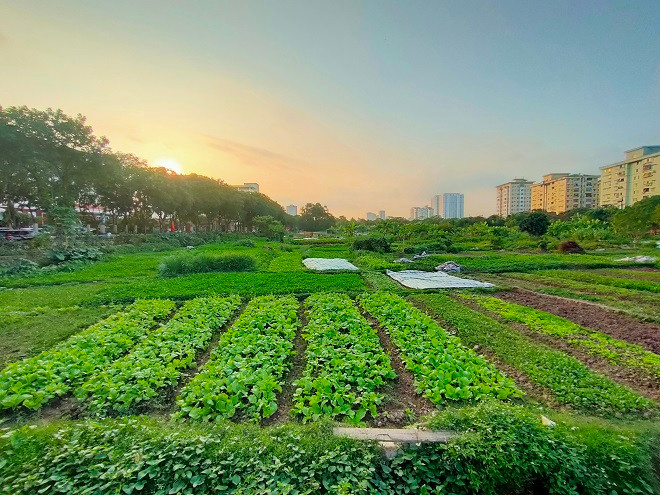 Những thửa rau xanh mướt, đủ loại được người dân trồng tại khu đô thị này. 