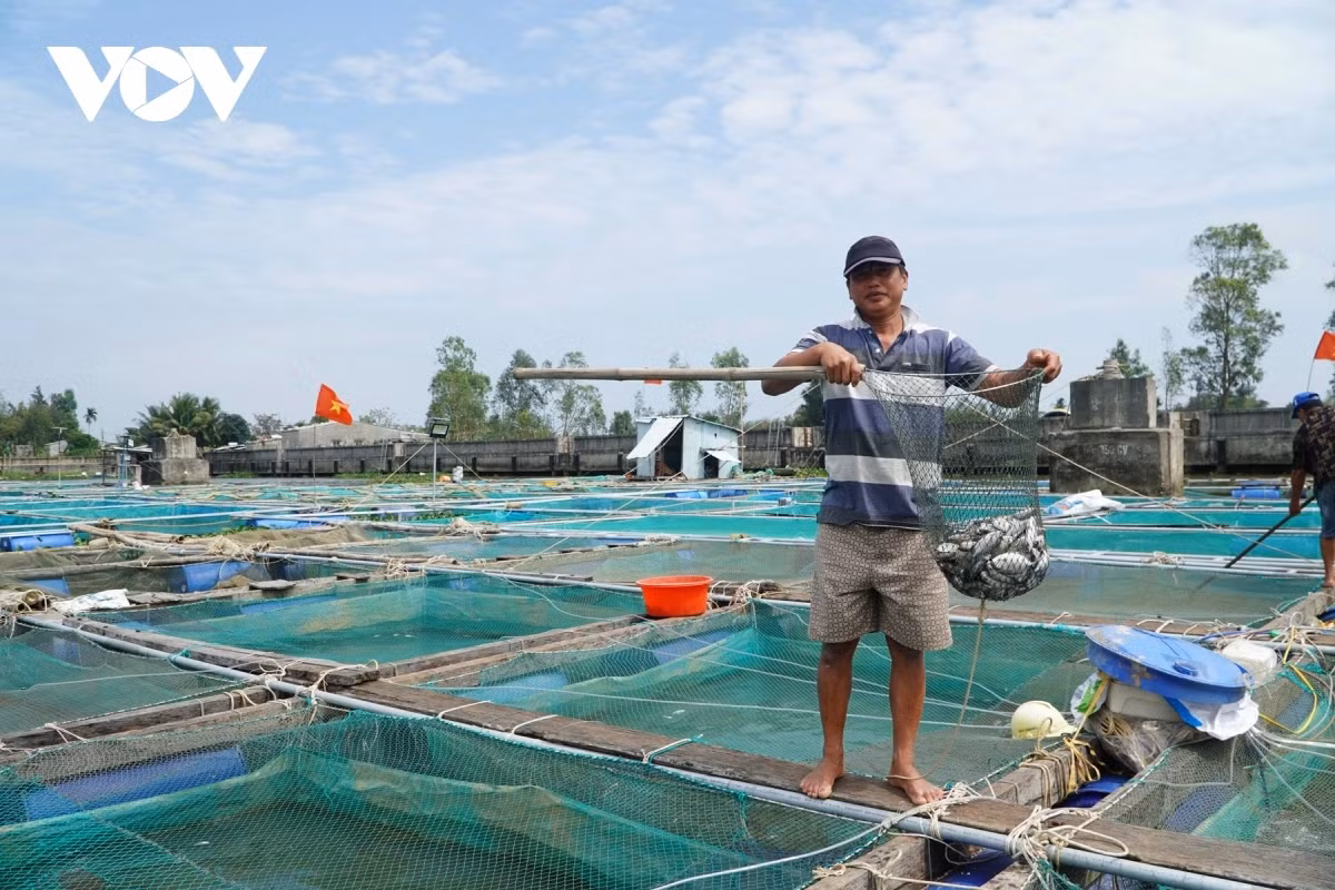 Gan 300 tan ca long be tren song Thu Bon chet hang loat-Hinh-3