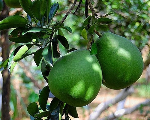 Loai la tuong bo di nhung la “than duoc” cuc tot cho suc khoe