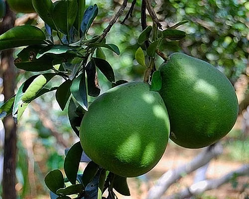 Loai la tuong bo di nhung la “than duoc” cuc tot cho suc khoe