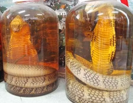 Rượu rắn, cao xương rắn có giúp cường dương, trị xương khớp? Ruou ran, cao xuong ran co giup cuong duong, tri xuong khop?