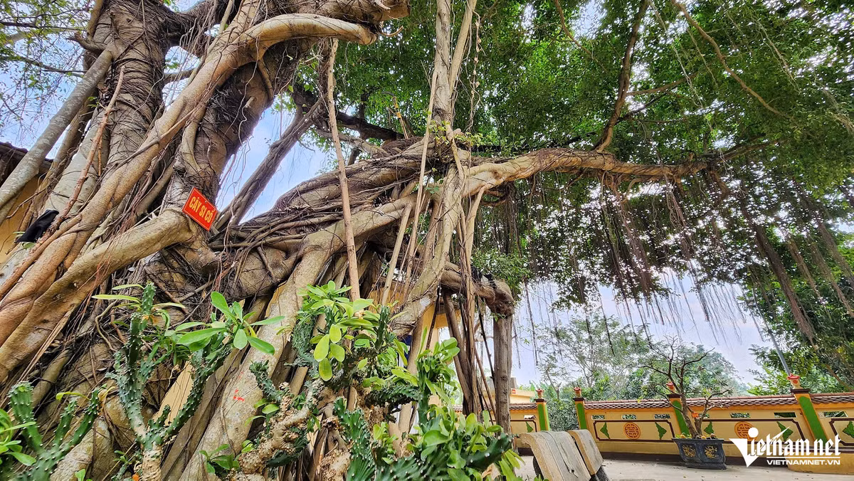Gốc cây si cổ trong khuôn viên đền Nhà Bà chứng kiến những thăng trầm của ngôi đền. Những gốc cây trong đền cũng gắn với câu chuyện kỳ lạ khi người dân truyền tai nhau điều cấm kị không được mắc võng nằm dưới tán cây. Một vị cao niên trong xã Vĩnh Lại chia sẻ: Lúc còn nhỏ, ông cùng bạn bè đồng trang lứa chăn trâu ở quanh đền và mắc võng nằm. Lúc về nhà, có người bị đau bụng, người ngã đau tay mà không rõ nguyên nhân. Khi tới đền thắp hương xin, ngẫu nhiên khỏi bệnh. Ảnh: Lê Anh Dũng 