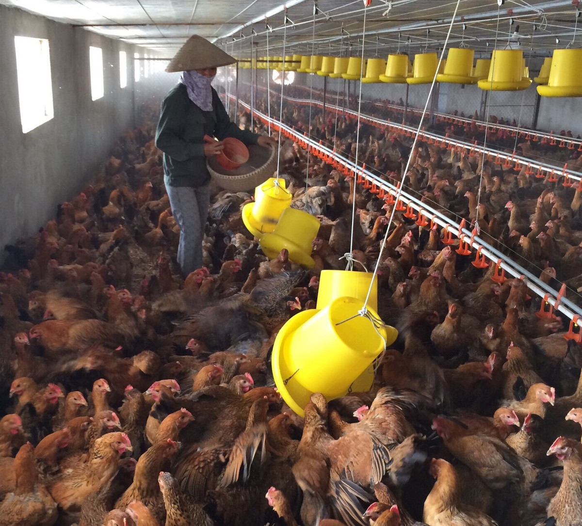 Ha Noi: It nhat 1 vung chan nuoi gia cam cap xa dat an toan dich benh vao nam 2026