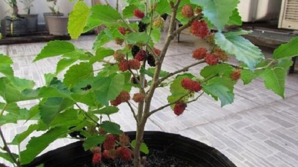 4 loai cay khac tinh cua Than Tai, “cat ngang” loc la-Hinh-3