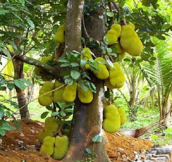 4 loai cay khac tinh cua Than Tai, “cat ngang” loc la-Hinh-2