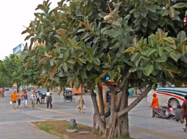 4 loai cay khac tinh cua Than Tai, “cat ngang” loc la
