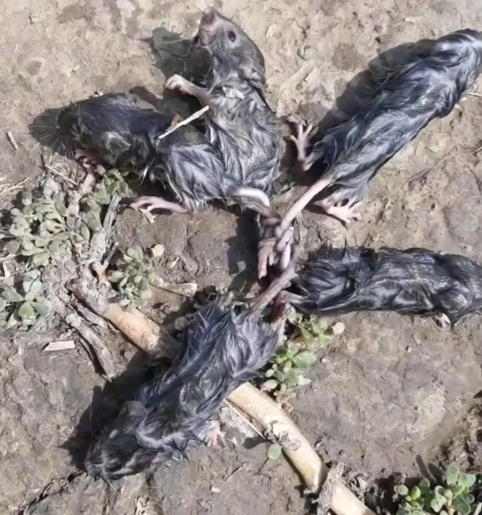 Nguoi nong dan phat hien 5 con chuot van veo trong tu the ky quai