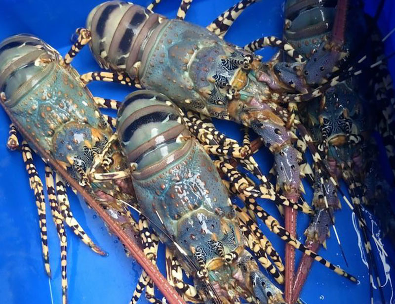 Tom hum bong 20 trieu/con, hang Viet sieu hiem nha giau cung kho mua