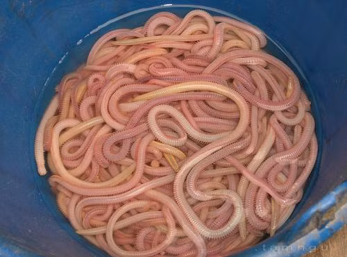 La lung sau tro thanh... dac san gianh giat moi co de an-Hinh-7