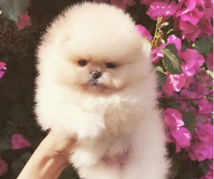 1 chú Pomeranian có vẻ là món quà bớt xa xỉ nhất mà vợ chồng Kim mua cho con gái. Nhưng giá của chú chó này cũng rơi vào 4000 USD (khoảng 91 triệu). Ảnh: Instagram