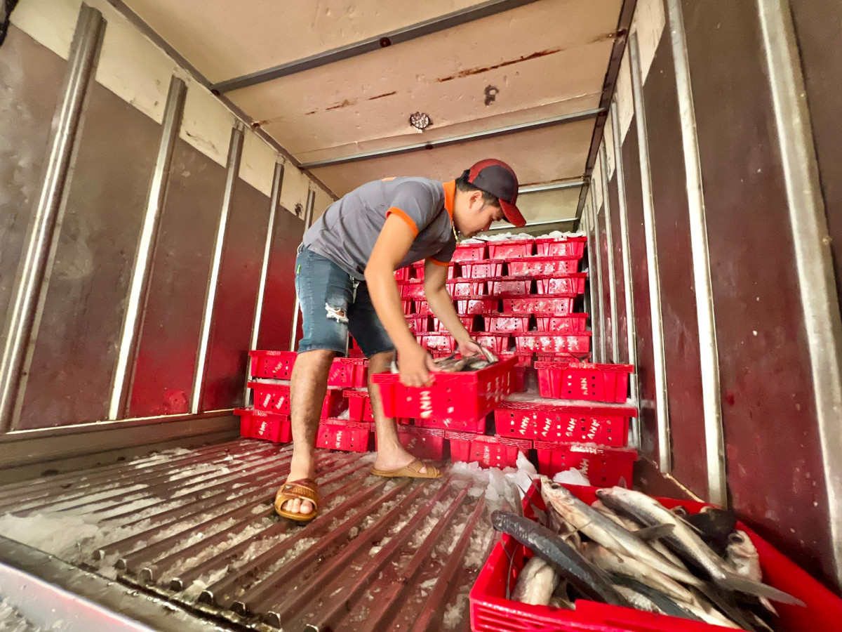 Chuyen bien cuoi nam cho theo day tom ca cua ngu dan Quang Ngai-Hinh-9