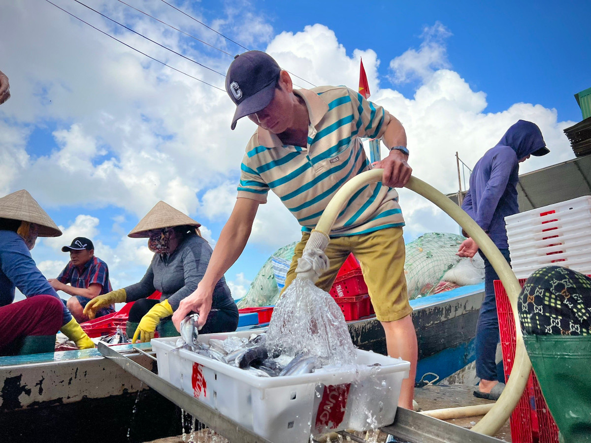 Chuyen bien cuoi nam cho theo day tom ca cua ngu dan Quang Ngai-Hinh-11