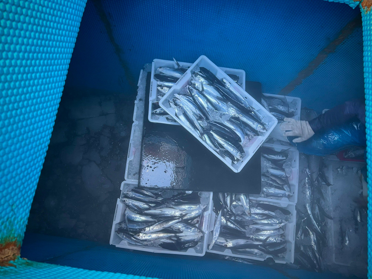 Chuyen bien cuoi nam cho theo day tom ca cua ngu dan Quang Ngai-Hinh-10