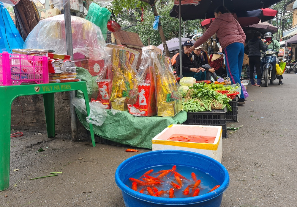 Cá chép đỏ có màu sắc đẹp mắt được người dân chọn cúng ông Công ông Táo.