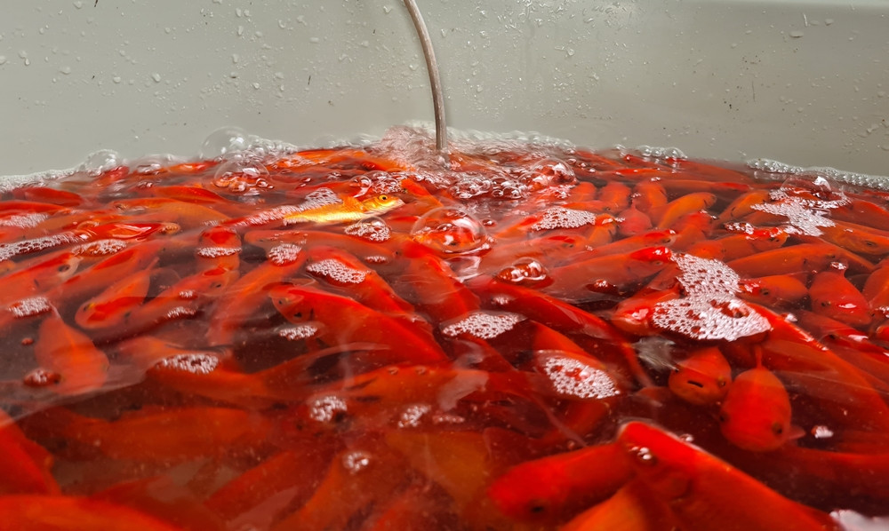 Năm nay giá cá chép bình ổn. Cá chép loại 1 có thân hình bóng, đỏ, đuôi dài, đầy đủ vây, vẩy, trọng lượng 30-35 con 1kg, loại 2 từ 40 con 1kg. Cá tuyển chọn càng to, có giá khoảng 80 nghìn đồng/1kg. Thời điểm Covid-19, cá chép có giá cao nhất lên khoảng 250 nghìn đồng/1kg, do người nuôi ít.