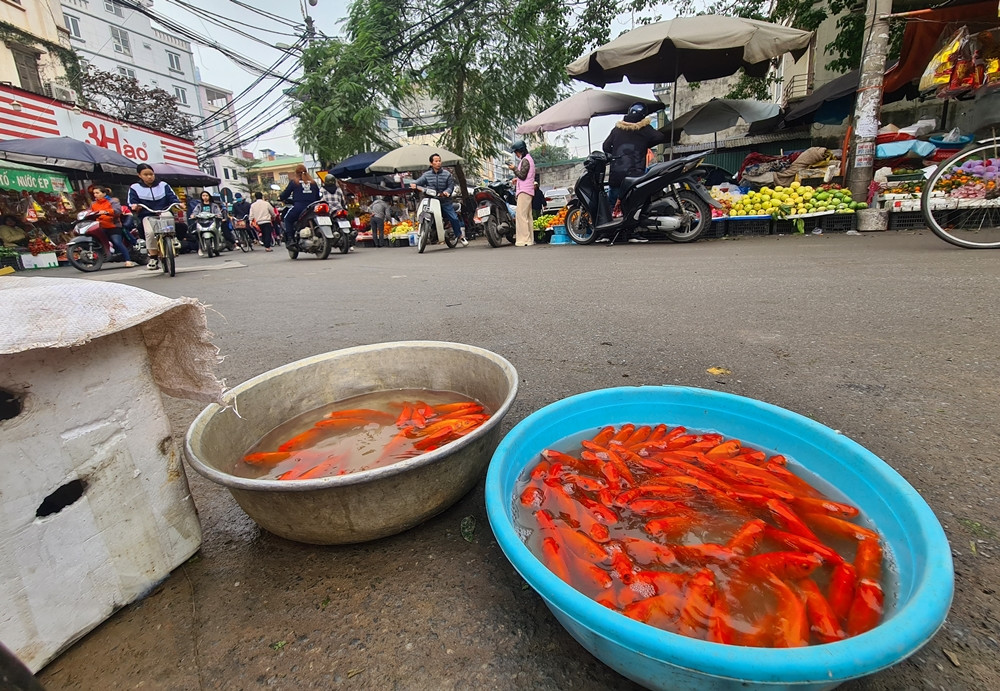 Chia sẻ với PV, chị Nguyễn Thị Thùy Linh (tiểu thương bán cá chép cúng ông Công ông Táo) cho biết, chị dậy rất sớm để ra chợ đầu mối lấy cá chép về bán, nhưng lượng khách mua rất ít do nhiều người vẫn đang đi làm.