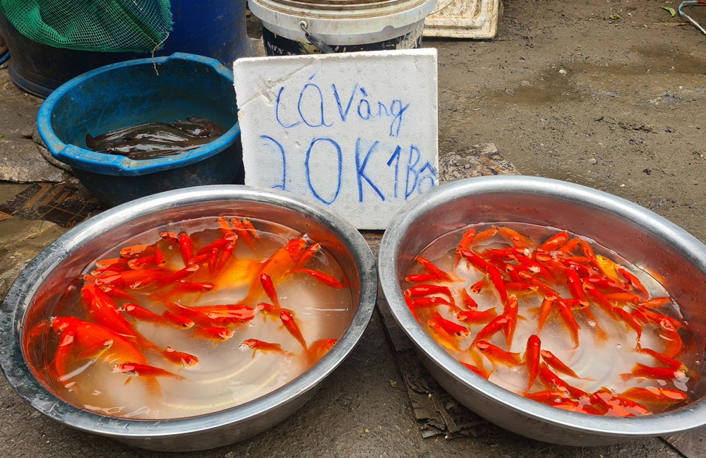 Khảo sát của PV cho thấy, giá cá chép năm nay so với năm trước không chênh lệch nhau là mấy. Các tiểu thương bán cá chép bộ ba con với các giá khác nhau, tùy cá loại to hay nhỏ, giao động mức giá như 20 nghìn đồng/bộ ba con, 30 nghìn đồng/bộ ba con, hoặc 40 nghìn đồng/bộ ba con.