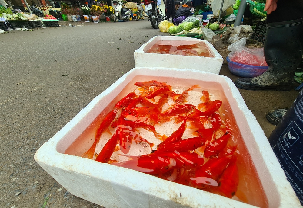 Ghi nhận của PV Báo Tri thức và và Cuộc sống tại một số khu vực chợ dân sinh nằm trên địa bàn phường Mễ Trì (quận Nam Từ Liêm, TP Hà Nội), từ sáng đến trưa 1/2, có nhiều tiểu thương bán cá chép đỏ "sốt ruột" chờ khách.