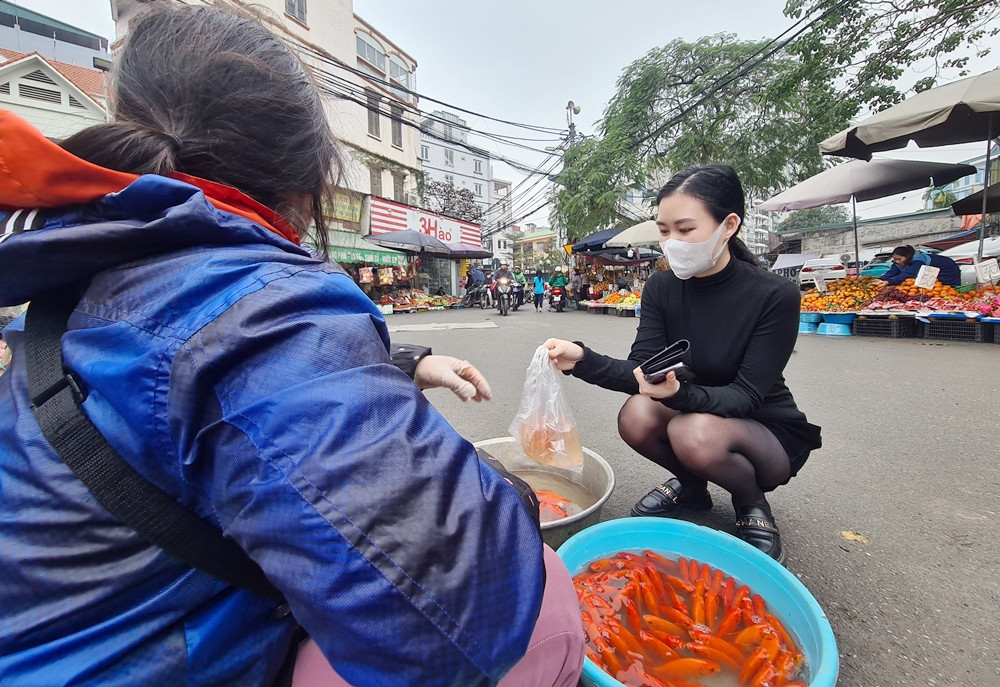 Giống như chị Linh, chị Nụ (bán cá chép cúng ông Công ông Táo) chia sẻ: “Năm nay tôi lấy cá chép ở chợ đầu mối La Khê (Hà Đông, Hà Nội - PV), không giám lấy nhiều chỉ có vài cân để bán. Tôi bán chủ yếu bán cá chép loại nhỏ bằng hai ngón tay, nhưng từ sáng đến trưa vẫn đang ế, thưa thớt khách mua hàng”.