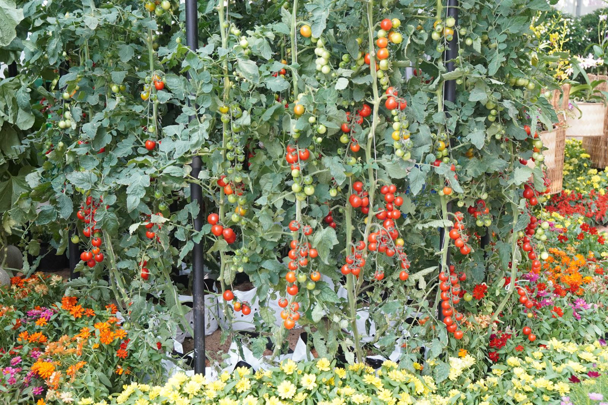 Trên Đường hoa Nguyễn Huệ 2024, lần đầu tiên Ban tổ chức phác thảo thiết kế riêng cho Khu nông nghiệp công nghệ cao thành phố.