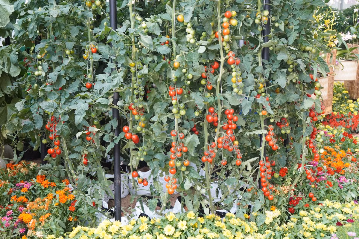 Trên Đường hoa Nguyễn Huệ 2024, lần đầu tiên Ban tổ chức phác thảo thiết kế riêng cho Khu nông nghiệp công nghệ cao thành phố.