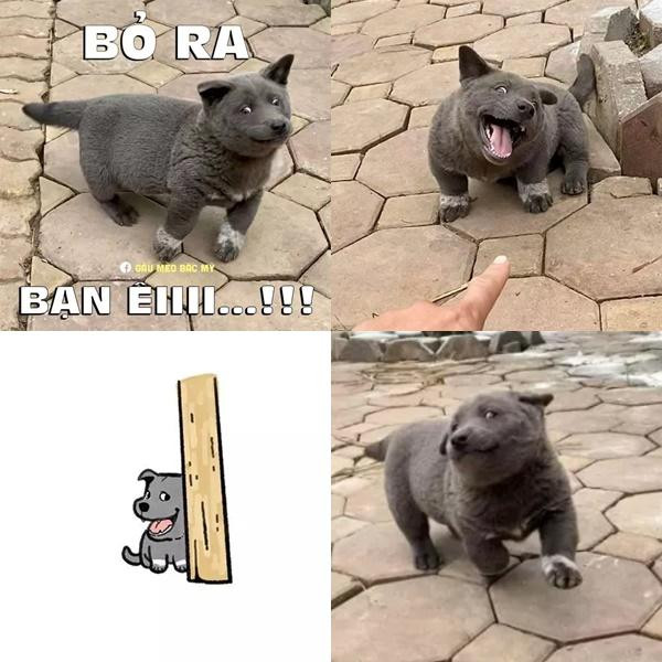 Cuối tháng 2/2020, loạt ảnh về chú chó Nguyễn Văn Dúi với bộ lông màu xám, vóc dáng bụ bẫm cùng gương mặt lúc nào cũng như thích "cà khịa" gây bão mạng xã hội.