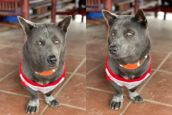 Nhiều cư dân mạng bình luận vui rằng, không biết có phải ''bất mãn'' gì vì ''vỡ kế hoạch sinh nở'' hay không mà vẻ mặt của Dúi lại có phần khá giang hồ.