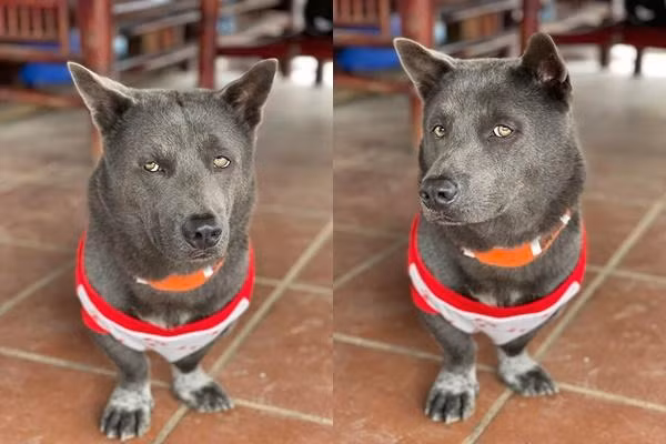 Nhiều cư dân mạng bình luận vui rằng, không biết có phải ''bất mãn'' gì vì ''vỡ kế hoạch sinh nở'' hay không mà vẻ mặt của Dúi lại có phần khá giang hồ.