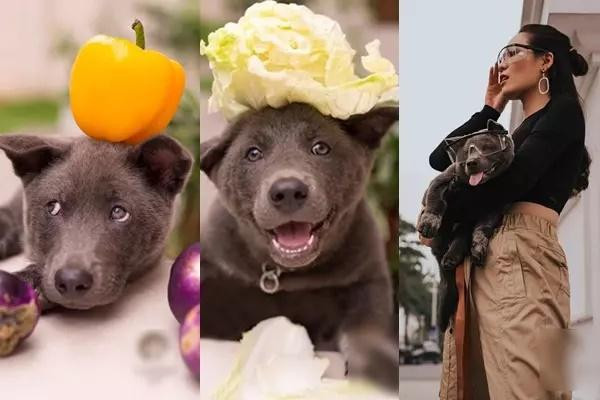 Thời điểm mới nổi idol Nguyễn Văn Dúi còn được mời làm mẫu ảnh thời trang kiêm "đại sứ rau củ quả".