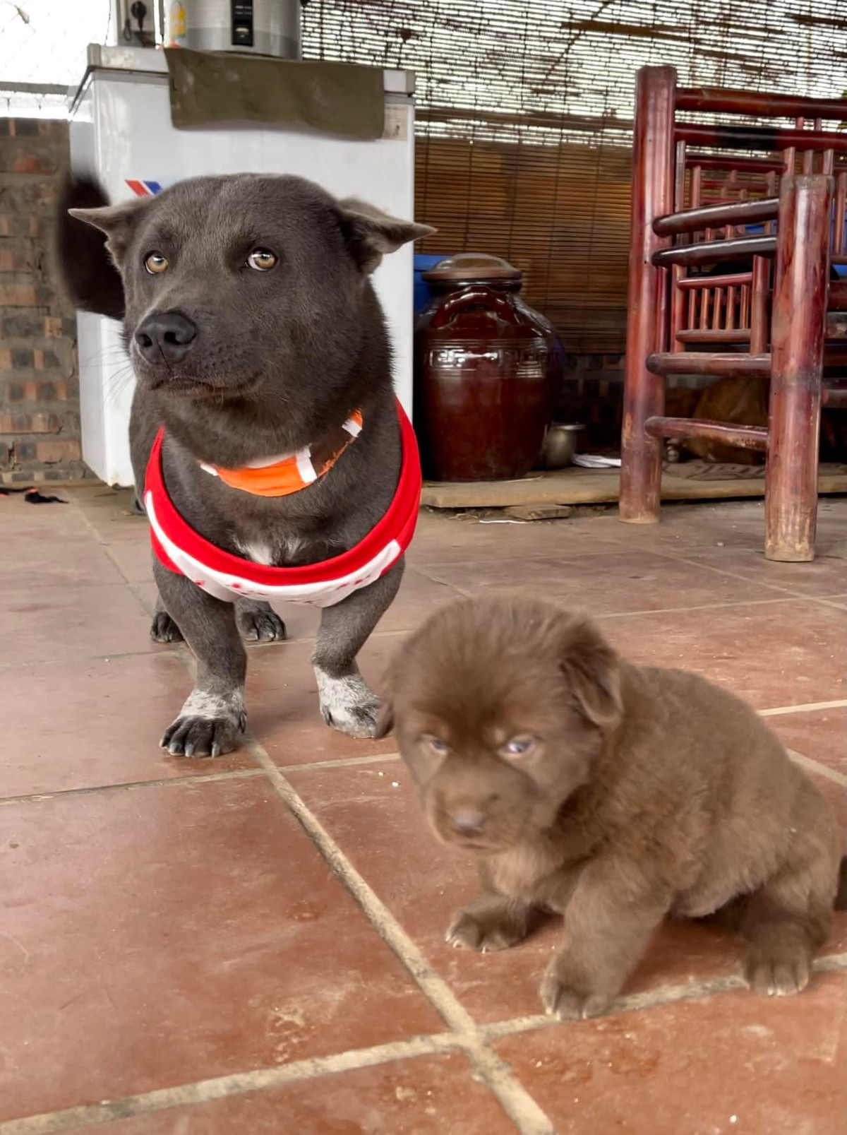 Dù đã làm bố 5 con thế nhưng biểu cảm gương mặt của Dúi vẫn như xưa, không thể lẫn vào đâu được, khi trình "tấu hài" bẩm sinh cứ hiển hiện trên từng centimet gương mặt.