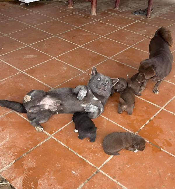 Đã ''trưởng thành'', gương mặt có phần thay đổi hơn trước nhưng chú chó Dúi vẫn sở hữu đầy đủ biểu cảm ''cà khịa'' tấu hài cực mạnh.