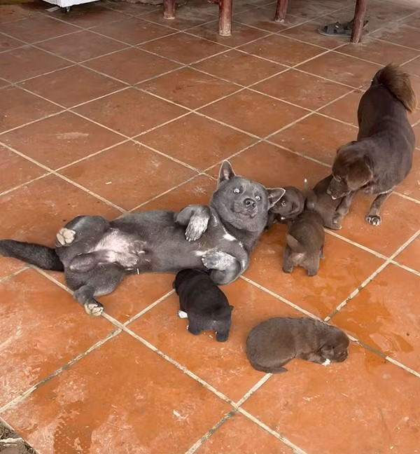 Đã ''trưởng thành'', gương mặt có phần thay đổi hơn trước nhưng chú chó Dúi vẫn sở hữu đầy đủ biểu cảm ''cà khịa'' tấu hài cực mạnh.