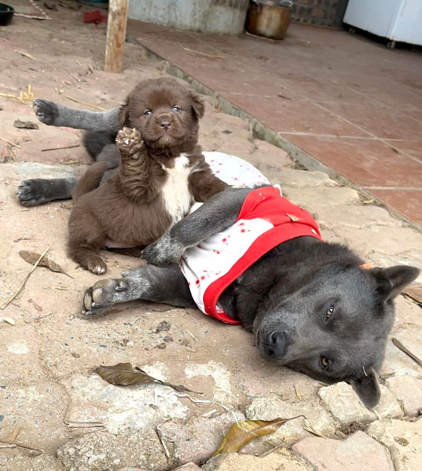 Được biết, trước khi hạnh phúc đón những đứa con, Dúi được netizen chúc phúc với bé cún có tên Mắm.