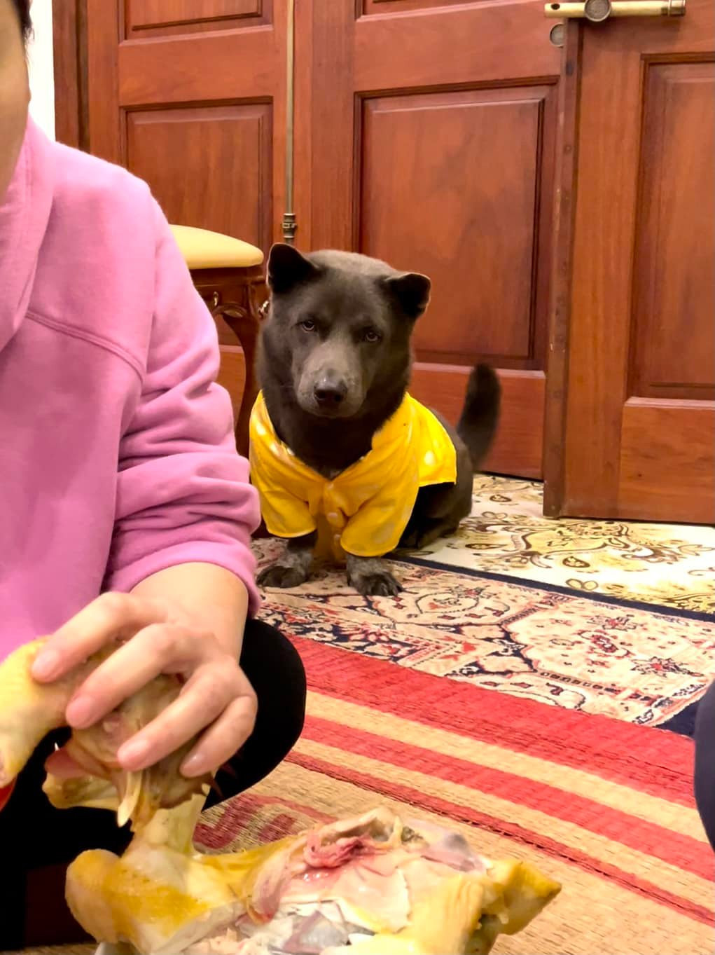 Nguyễn Văn Dúi thuộc giống chó H'mong cộc đuôi lai với giống chó Dingo chân ngắn.