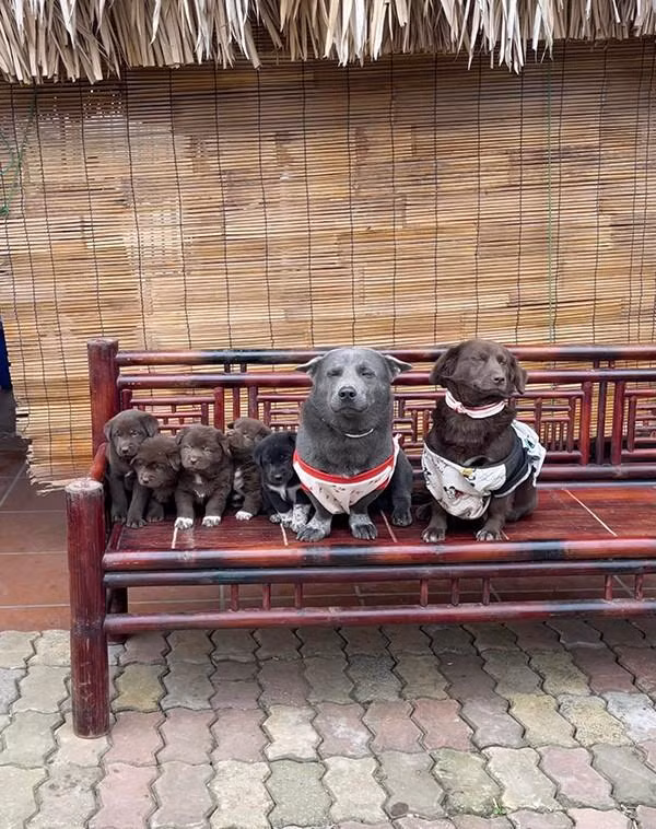 Đã 2 năm kể từ ngày idol Dúi khuynh đảo khắp cõi mạng, hiện tại chú chó này đã lên chức bố của 5 chú chó nhỏ.