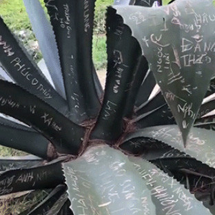 Trước đó cư dân mạng đã nhiều lần chứng kiến hành động phá hoại cảnh quan xinh đẹp của thành phố ngàn hoa. Đáng kể đến là loạt hình ảnh ghi lại chi chít những cái tên, kí hiệu,...trên cây xanh mà du khách để lại, khiến các du khách đến sau không còn tận hưởng được cảnh đẹp nữa.