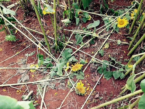 Những cánh đồng cải, vườn hoa hướng dương hay đồi cỏ hồng cũng chung số phận khi bị du khách giẫm đạp không thương tiếc chỉ để chụp cho được một tấm hình. Ảnh: Tổng hợp