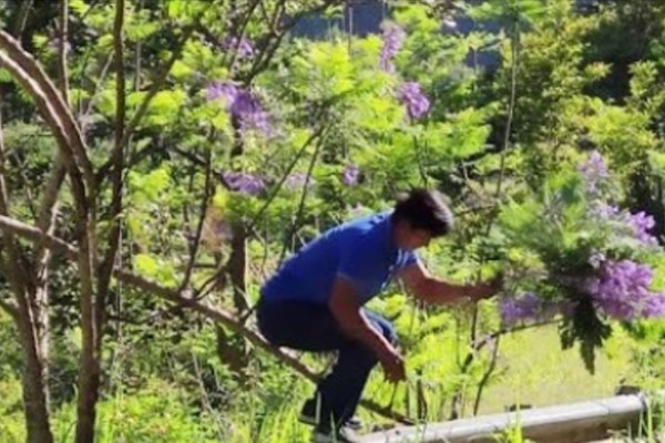 Hay hình ảnh một người đàn ông tự ý bẻ phượng tím tại khu du lịch quốc gia hồ Tuyền Lâm, bị quay clip đăng lên Facebook từng khiến cả cõi mạng bức xúc.