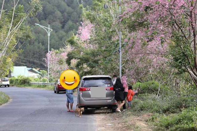 Theo hình ảnh ghi lại, nhóm du khách này đã có hành động phá hoại cảnh quan tại Đà Lạt, họ tranh thủ bẻ cành mai anh đào mang lên xe và tiếp tục di chuyển.