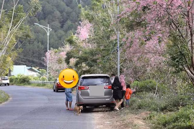 Theo hình ảnh ghi lại, nhóm du khách này đã có hành động phá hoại cảnh quan tại Đà Lạt, họ tranh thủ bẻ cành mai anh đào mang lên xe và tiếp tục di chuyển.
