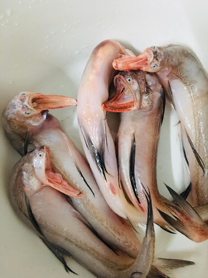 Mở ra thấy đàn cá biểu cảm thế này thì nấu nướng gì đây.