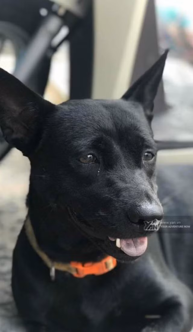 Sau khi loạt hình ảnh về chú chó nổi tiếng này được truyền tay nhau trên mạng, nó nhanh chóng trở nên viral. Cô bạn xuất hiện trên hàng loạt hội nhóm yêu chó mèo và khiến mạng xã hội "dậy sóng".