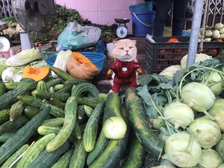 Người ta ở nhà ăn pate với cá, còn phận "boss" rơi nhầm vào "sen" rỗng túi thì chỉ có thế này thôi.