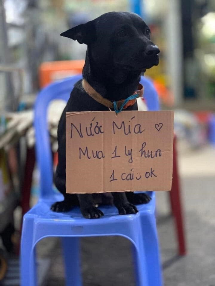 Được biết, chú chó này tên Mun, nó ngồi ngoan ngoãn ngồi trên ghế nhựa xanh, dáng vẻ nghiêm túc và tĩnh lặng làm ai đi ngang qua cũng phải ghé thăm.