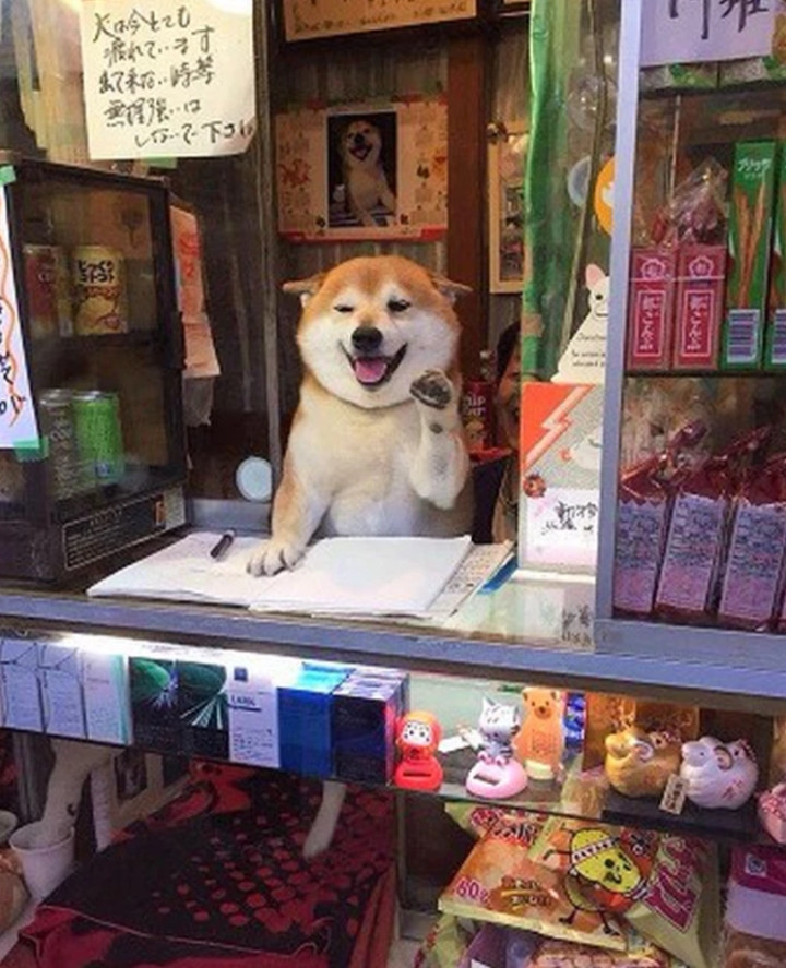 Chú chó này biết mở cửa đón khách mỗi ngày, biết trả tiền thừa, quan trọng nhất là thái độ bán hàng cực kì nhiệt tình và chuyên nghiệp.