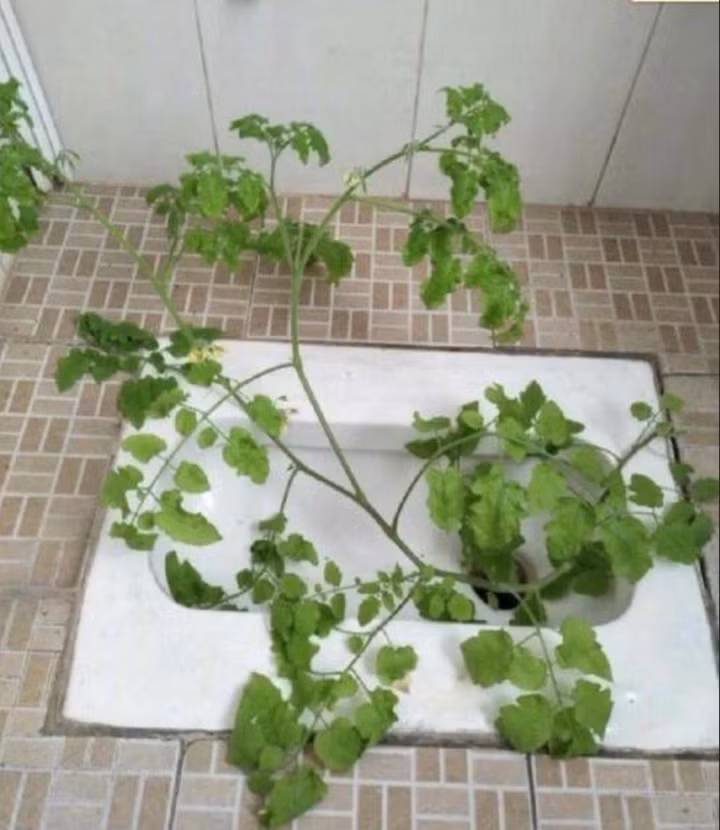 Tưởng rằng phòng trọ với diện tích nhỏ hẹp thì công cuộc dọn dẹp sẽ trở nên dễ dàng và nhanh chóng. Tuy nhiên ai cũng sẽ phải thay đổi suy nghĩ khi nhìn thấy những cảnh tượng này.